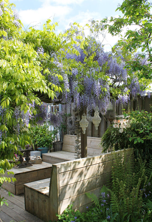 2x Wisteria sinensis ‘Caroline’ tuinplant – Blauwe regen klimplant met paarse bloemtrossen – hoogte 65 cm – potmaat 15 cm