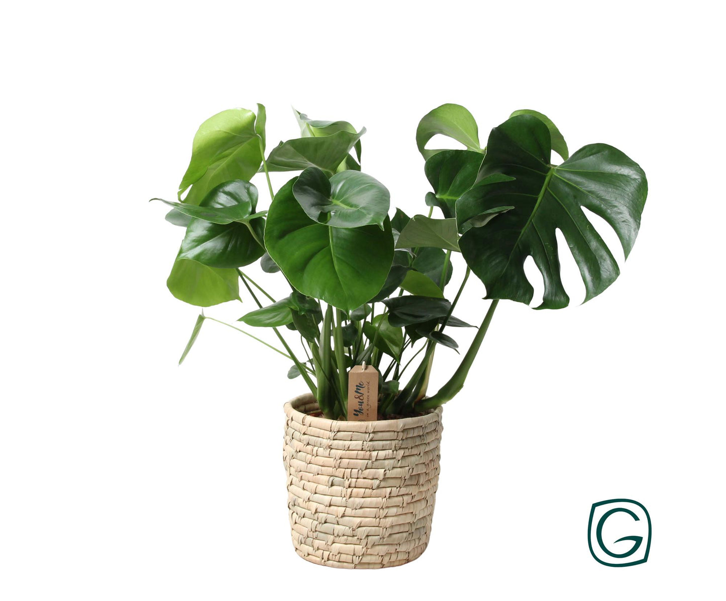 Monstera kamerplant in palmleaf basket – Ø21 cm – hoogte 60 cm – luchtzuiverend en onderhoudsvriendelijk