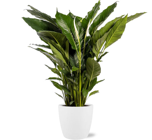 Spathiphyllum Sweet Sebastiano – Kamerplant 110 cm – Ø24 cm – Luchtzuiverend – Inclusief Witte Sierpot