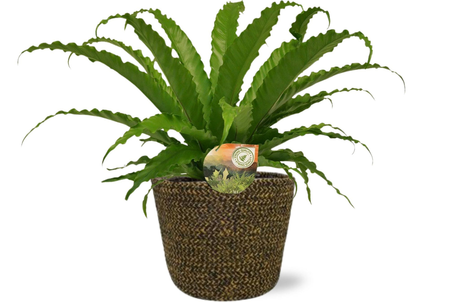 Asplenium Osaka kamerplant – luchtzuiverend – Ø17 cm pot – hoogte 40 cm – inclusief zwarte Selin sierpot