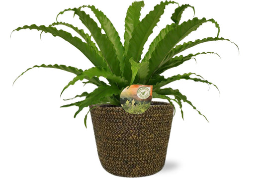 Asplenium Osaka kamerplant – luchtzuiverend – Ø17 cm pot – hoogte 40 cm – inclusief zwarte Selin sierpot