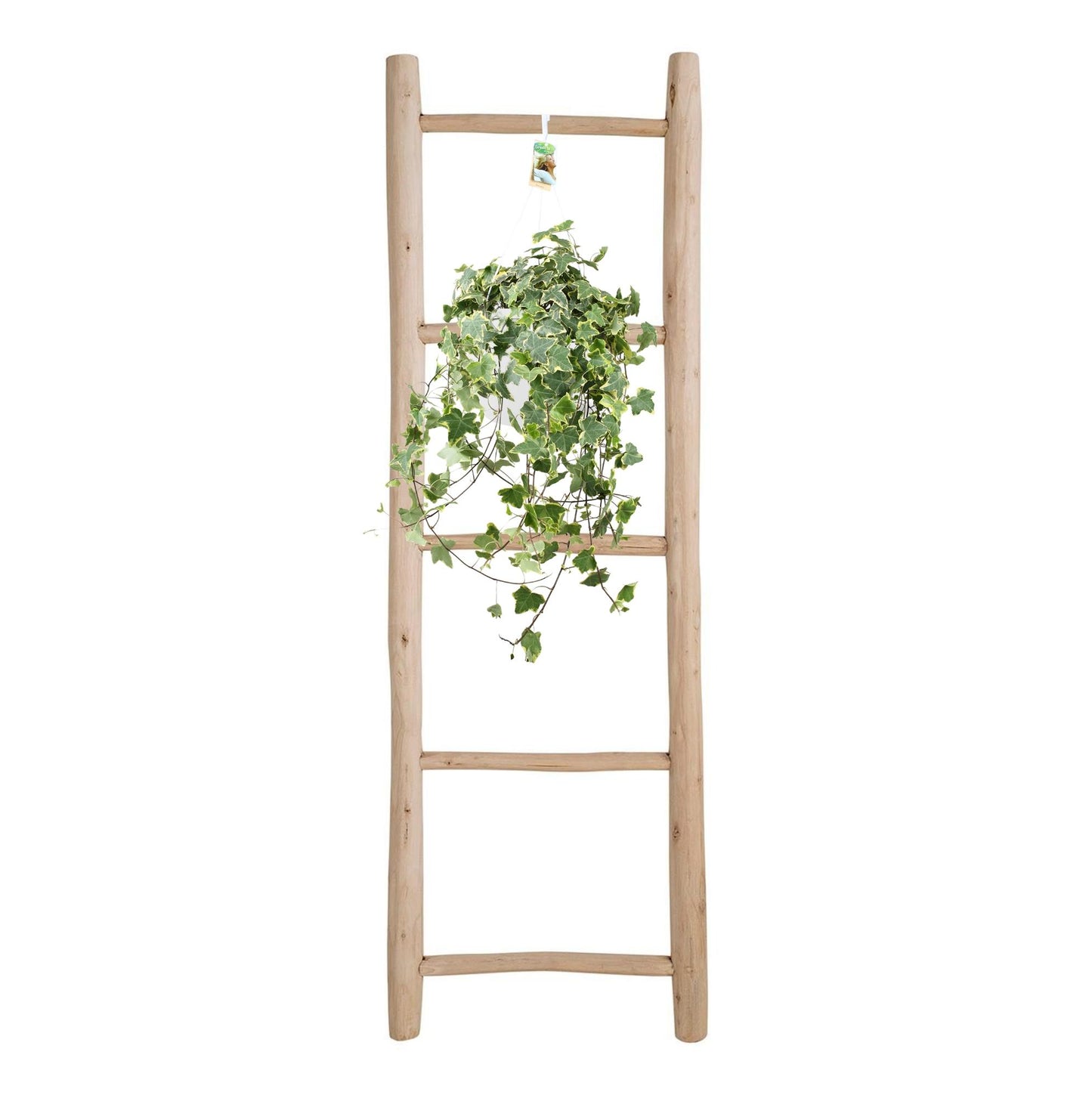 Hedera Helix Gold Child – XXL Hangplant – Kamerplant – Ø24 cm pot – ca. 60 cm hoog – Luchtzuiverend