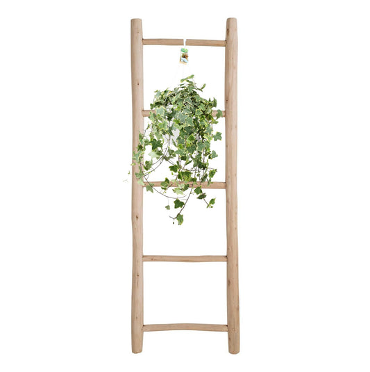 Hedera Helix Gold Child – XXL Hangplant – Kamerplant – Ø24 cm pot – ca. 60 cm hoog – Luchtzuiverend