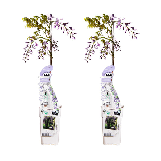 2x Wisteria sinensis ‘Caroline’ tuinplant – Blauwe regen klimplant met paarse bloemtrossen – hoogte 65 cm – potmaat 15 cm