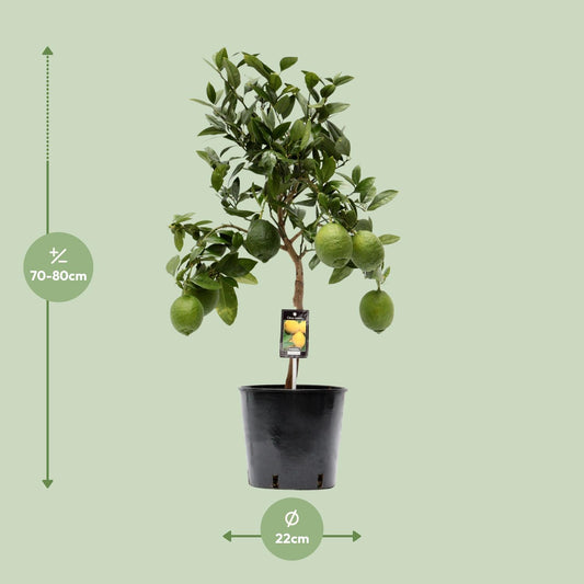 Citrus Lemon tuinplant – citroenboom in pot – Ø22 cm – hoogte 80 cm – geurende vruchten & mediterrane uitstraling