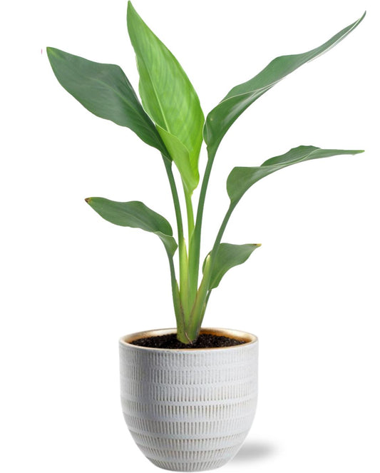 Strelitzia Reginae kamerplant – Ø12 cm pot – hoogte 40 cm – inclusief witte sierpot – luchtzuiverend