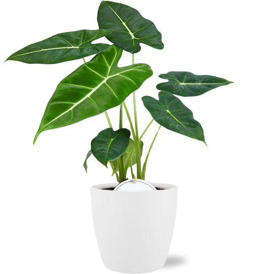 Alocasia Frydek kamerplant - 35cm hoog inclusief witte pot - Fluweelgroene, luchtzuiverende plant Ø12cm