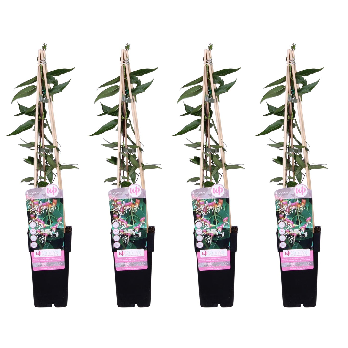 4x Lonicera henryi Copper Beauty – Wintergroene klimplant – Hoogte 65 cm – Potmaat Ø15 cm
