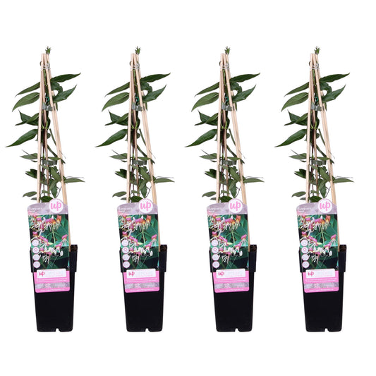 4x Lonicera henryi Copper Beauty – Wintergroene klimplant – Hoogte 65 cm – Potmaat Ø15 cm