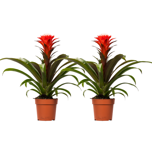Guzmania Hope kamerplant – set van 2 – tropische bloeiende plant – Ø12 cm pot – ca. 40 cm hoog