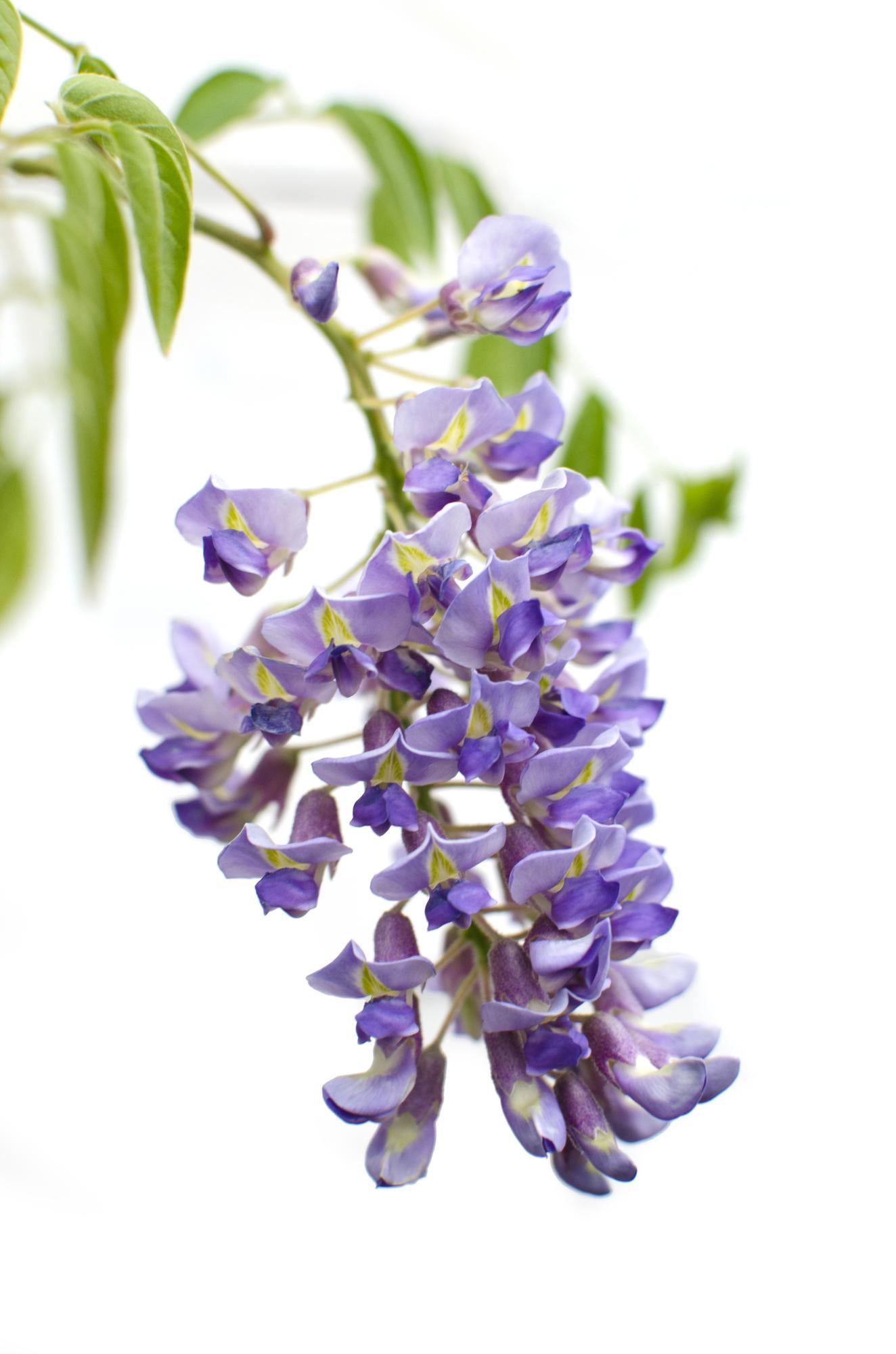 2x Wisteria sinensis ‘Prolific’ tuinplant – blauwe regen – rijkbloeiende klimplant – Ø15 cm pot – hoogte 65 cm