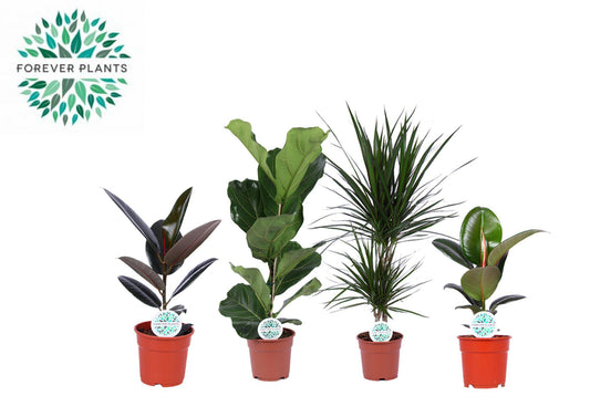 Groene Kamerplanten Mix – Set van 4 – Potmaat 17 cm – Hoogte 55 tot 75 cm – Luchtzuiverend