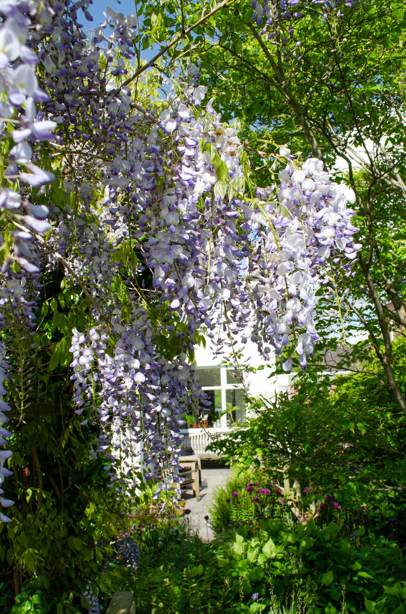 2x Wisteria sinensis ‘Caroline’ tuinplant – Blauwe regen klimplant met paarse bloemtrossen – hoogte 65 cm – potmaat 15 cm