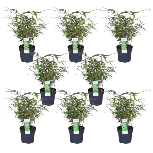 8x Fargesia rufa – Niet-woekerende bamboe tuinplant – 40 cm hoog – Potmaat 14 cm