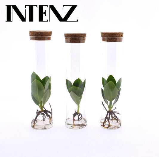 Clusia kamerplant set van 3 in glazen tube – Ø5 cm – hoogte 15 cm – Hydroponie