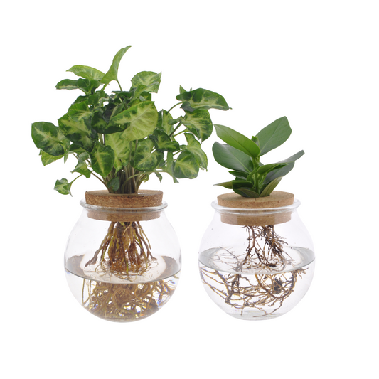 Hydroponie set Clusia & Syngonium Green – 2 kamerplanten in bolglas – Ø12 cm – 30 cm hoog – onderhoudsvriendelijk