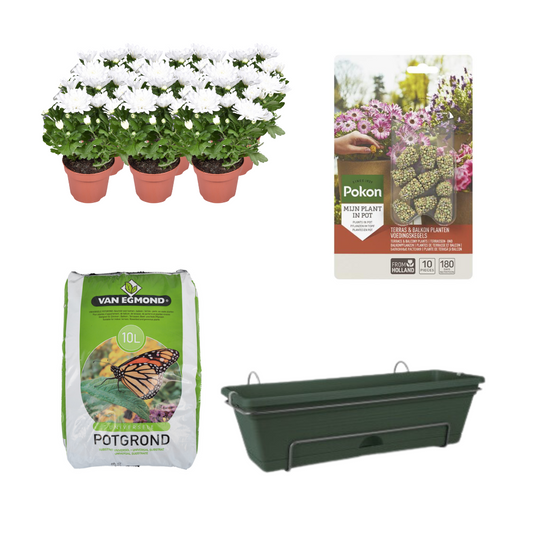 Balkonbak Groen DIY-set met Chrysanthemum Brave – Tuinplant voor balkon of terras