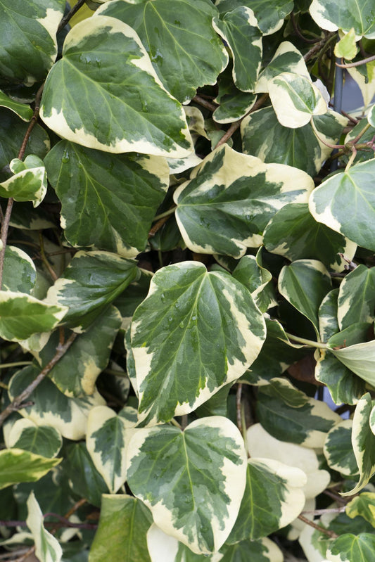 4x Hedera colchica 'Dentata Variegata' – Klimop tuinplant – 65 cm hoog – Potmaat 15 cm