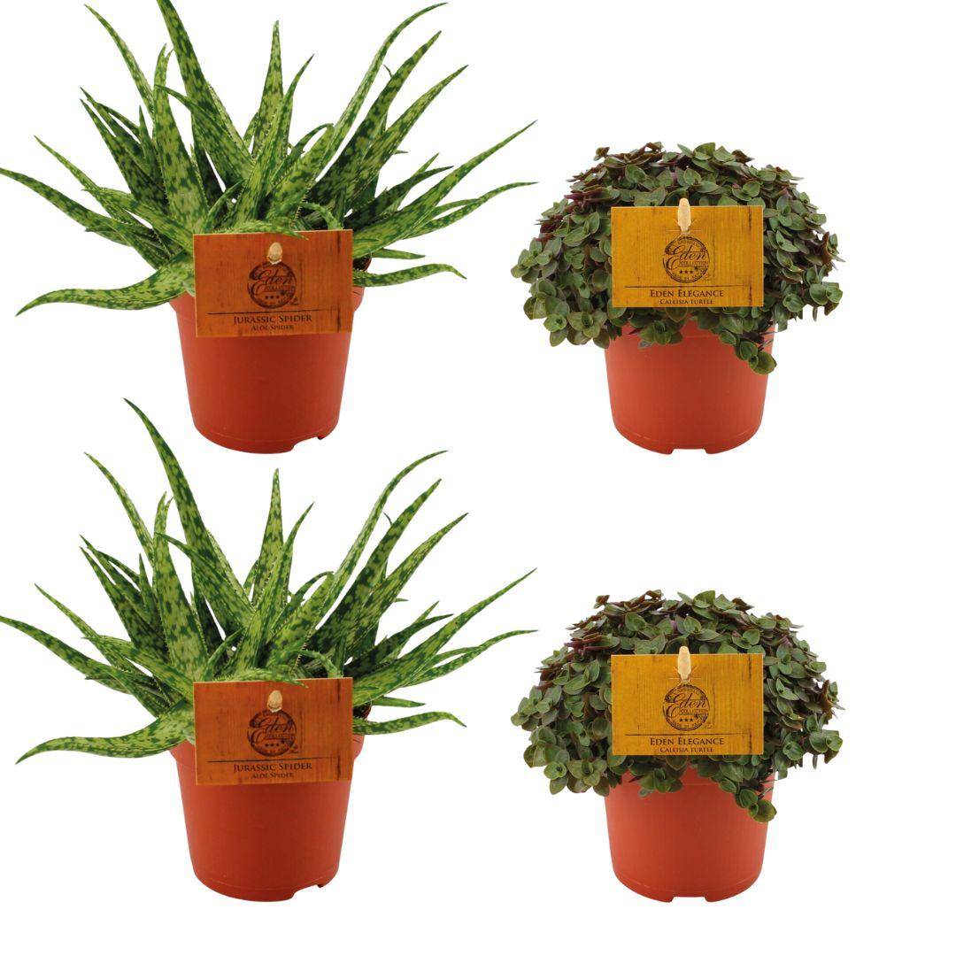 Aloe Spider & Callisia Turtle – 4 compacte kamerplanten – Ø10,5 cm – hoogte ca. 10 cm – onderhoudsvriendelijk & decoratief