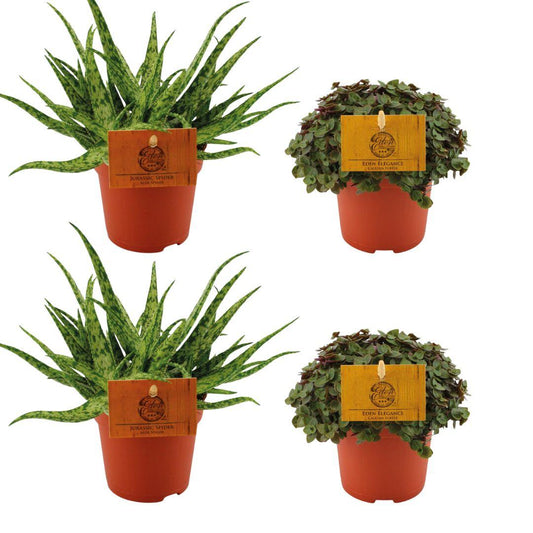 Aloe Spider & Callisia Turtle – 4 compacte kamerplanten – Ø10,5 cm – hoogte ca. 10 cm – onderhoudsvriendelijk & decoratief