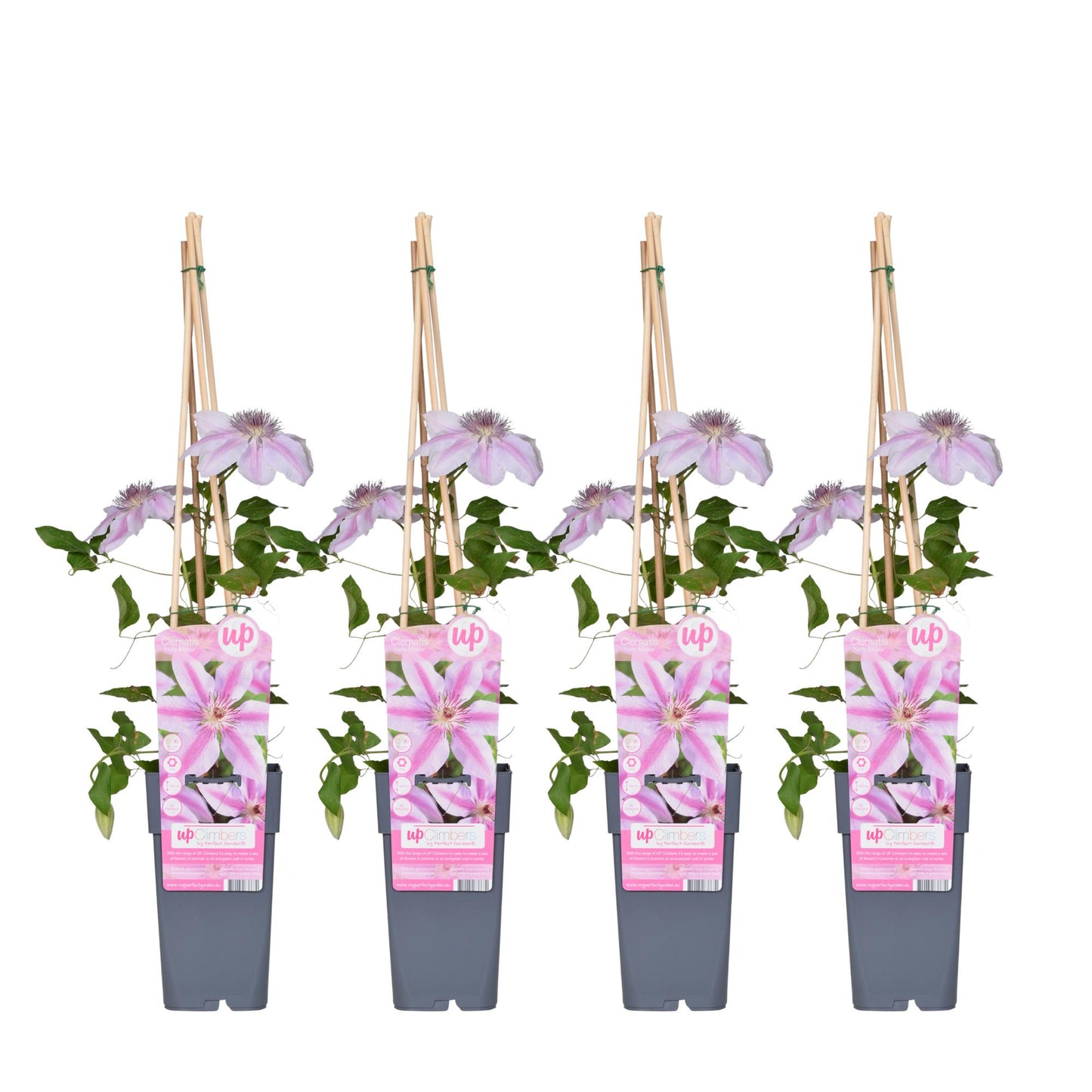 Clematis Nelly Moser tuinplant – Grootbloemige klimplant – 4 stuks – Hoogte 65 cm – Potmaat 15 cm