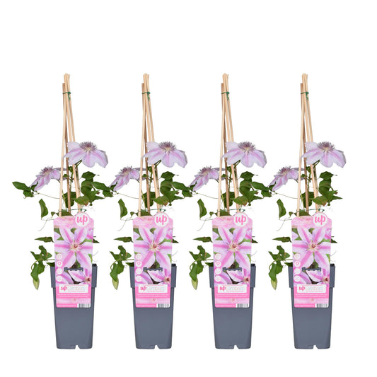 Clematis Nelly Moser tuinplant – Grootbloemige klimplant – 4 stuks – Hoogte 65 cm – Potmaat 15 cm