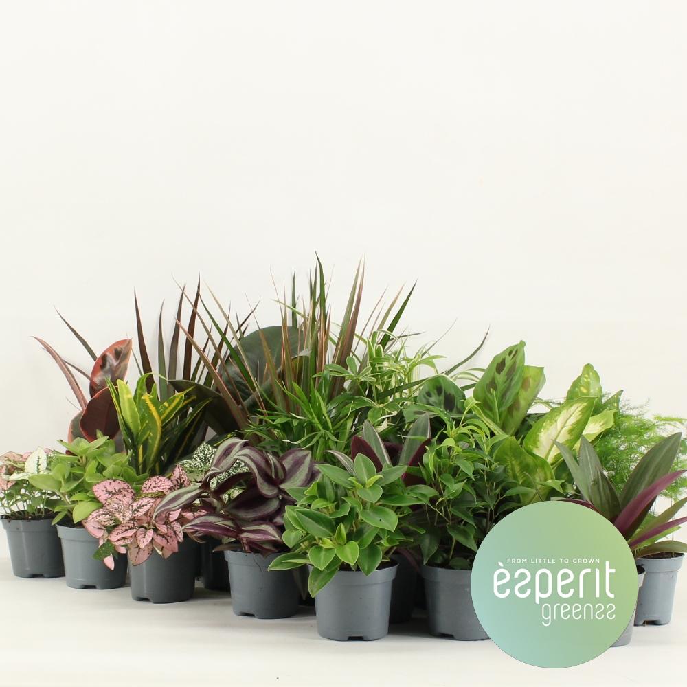 Groenmix kamerplanten set – 24 stuks – Ø8,5 cm – hoogte 10 cm – compacte mix van groene planten