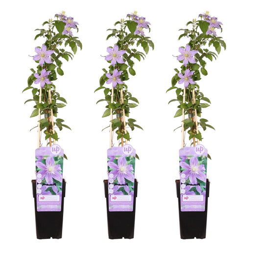 Clematis Justa klimplant – Set van 3 – Tuinplant – Hoogte 65 cm – Potmaat 15 cm