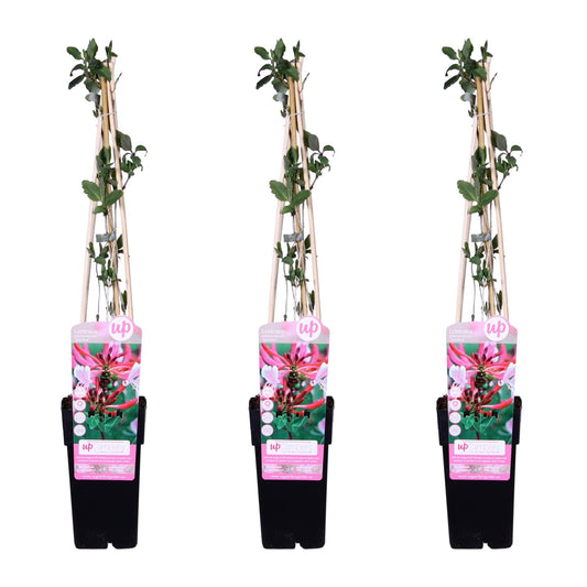 3x Lonicera periclymenum 'Serotina' – Wilde Kamperfoelie Tuinplant – Klimplant – Hoogte 65 cm – Potmaat 15 cm