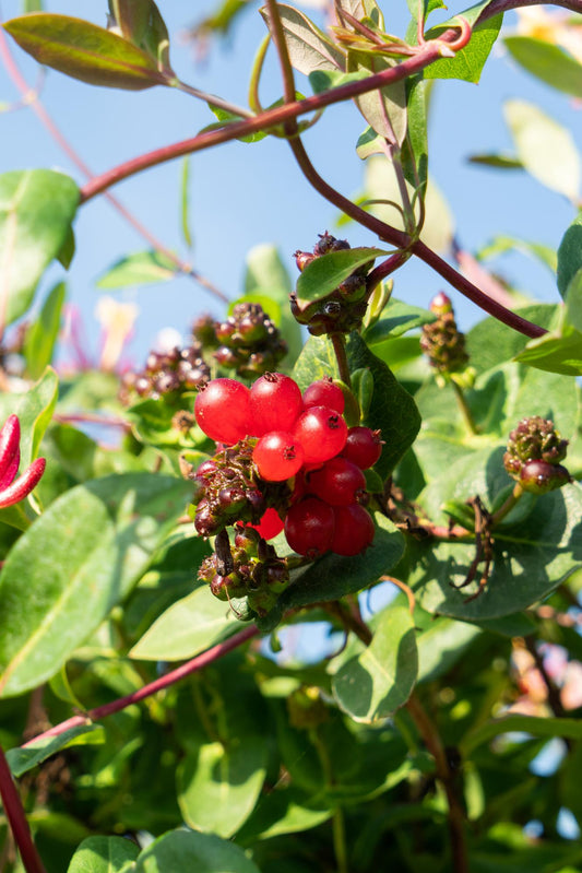 Lonicera periclymenum 'Serotina' – 4 stuks – Geurende klimplant – Tuinplant 65 cm hoog – Potmaat 15 cm