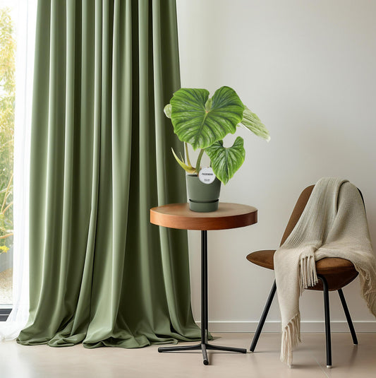Philodendron Plowmanii kamerplant – Ø15 cm – hoogte ca. 50 cm – tropisch & luchtzuiverend – onderhoudsvriendelijk