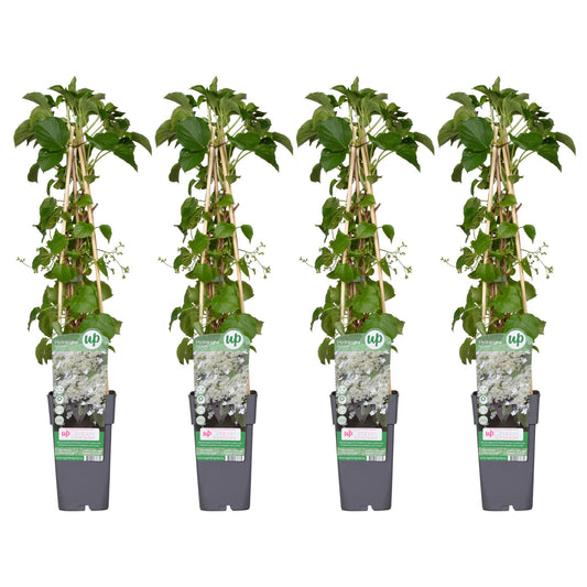 4x Klimhortensia Hydrangea petiolaris – Tuinplant – Hoogte 65 cm – Potmaat 15 cm