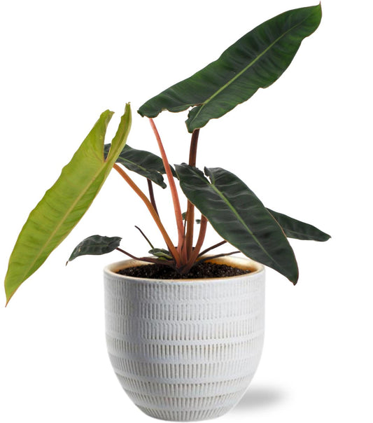 Philodendron Billietiae kamerplant – 25 cm hoog – Ø12 cm – met witte sierpot D14x13 cm – luchtzuiverend & stijlvol