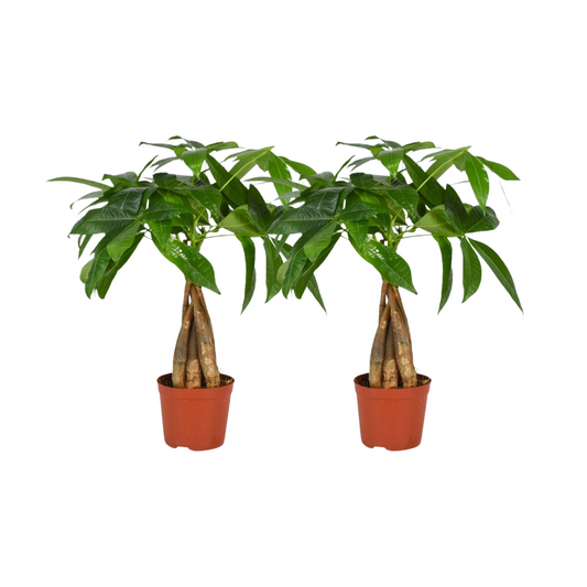 Pachira Aquatica kamerplant set – 2 stuks met gevlochten stam – luchtzuiverend – Ø12 cm pot – ca. 35 cm hoog