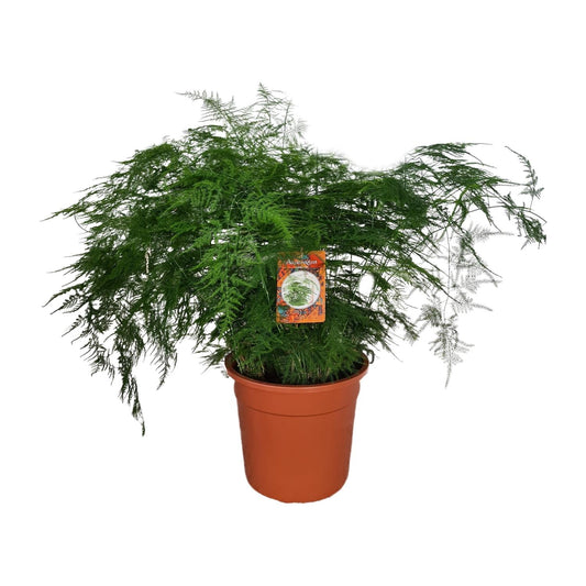 Asparagus Setaceus kamerplant – Ø27 cm – hoogte ca. 70 cm – sierlijke aspergevaren – onderhoudsvriendelijk & luchtzuiverend
