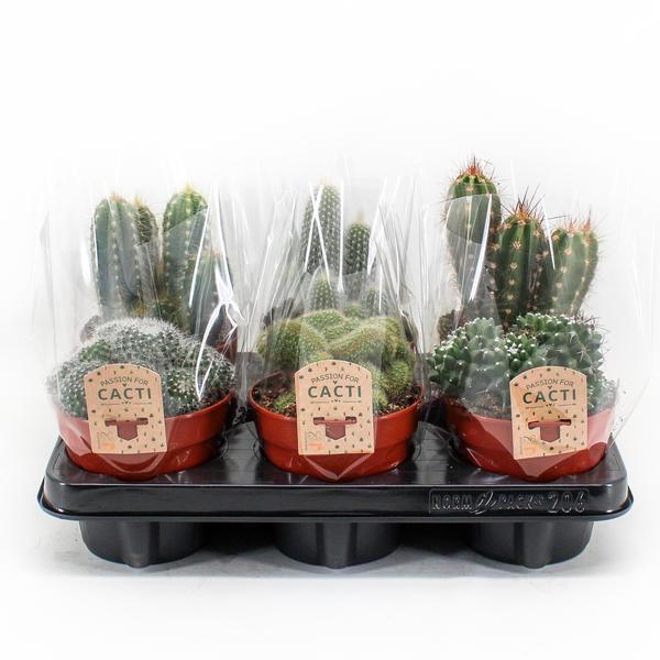 Cactus Mix kamerplant – set van 6 onderhoudsvriendelijke cactussen – Ø12 cm pot – ca. 20 cm hoog