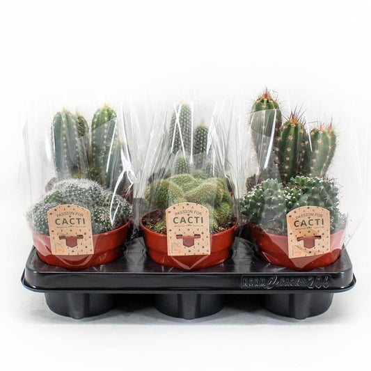 Cactus Mix kamerplant – set van 6 onderhoudsvriendelijke cactussen – Ø12 cm pot – ca. 20 cm hoog