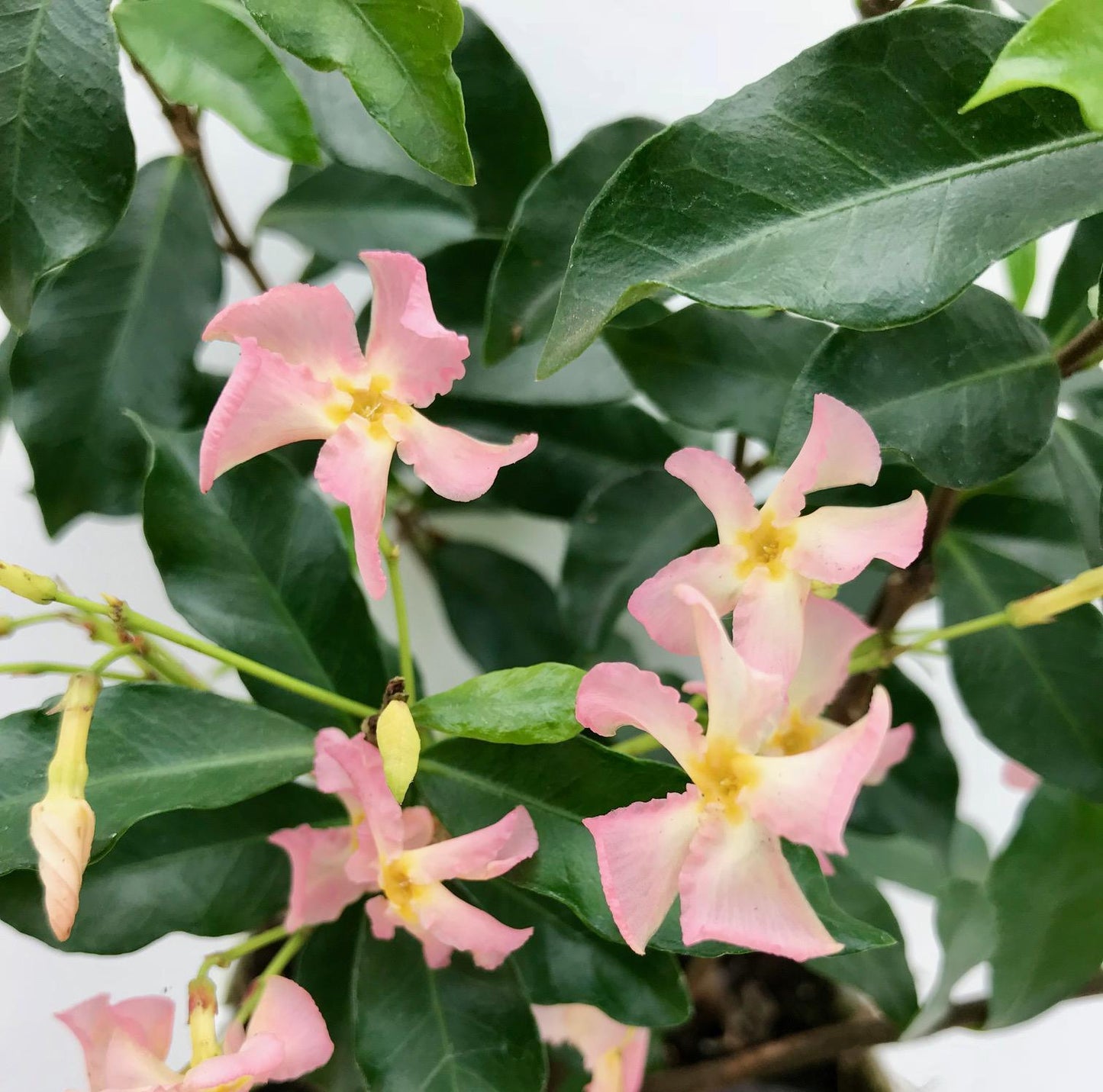 2x Trachelospermum ‘Star of Ibiza’ tuinplant – Sterjasmijn – geurende klimplant met roze bloemen – Ø15 cm pot – hoogte 65 cm
