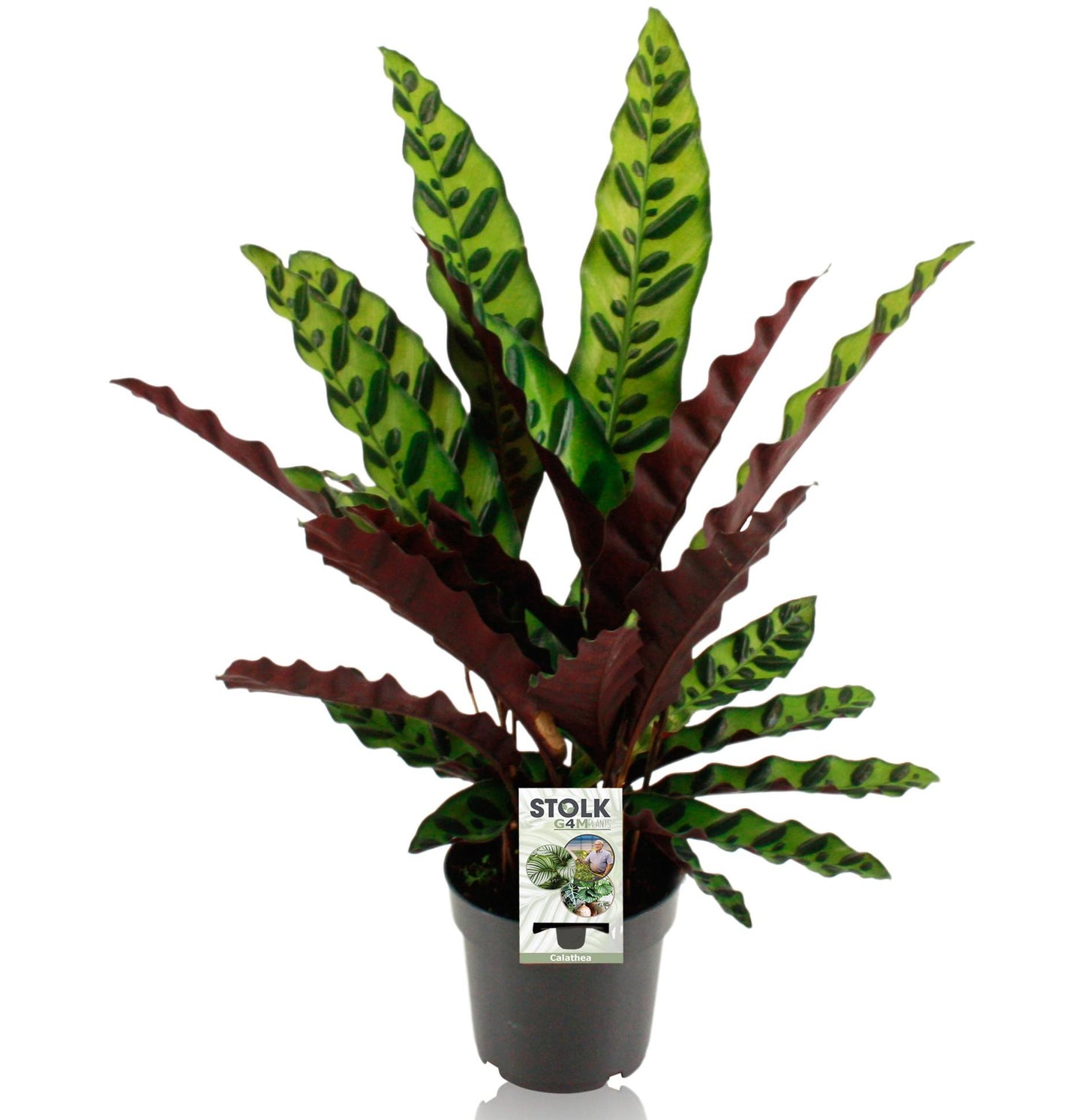 Calathea Lancifolia Insignis kamerplant – Ø14 cm – hoogte ca. 45 cm – luchtzuiverend & decoratief blad – onderhoudsvriendelijk