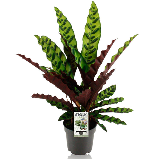Calathea Lancifolia Insignis kamerplant – Ø14 cm – hoogte ca. 45 cm – luchtzuiverend & decoratief blad – onderhoudsvriendelijk