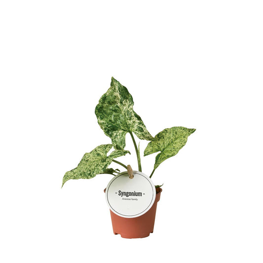 Syngonium Mottled kamerplant – compacte luchtzuiverende plant – Ø6 cm pot – ca. 15 cm hoog
