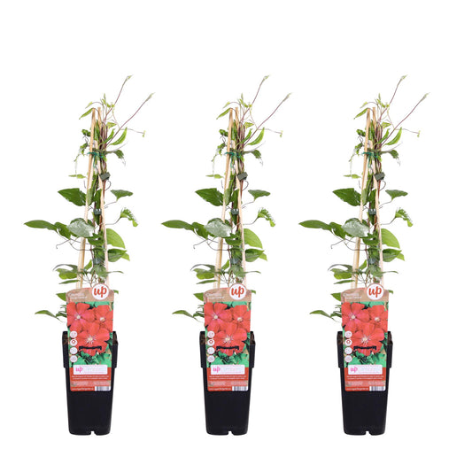 3x Clematis ‘Rouge Cardinal’ tuinplant – roodpaarse grootbloemige klimplant – Ø15 cm pot – hoogte 65 cm