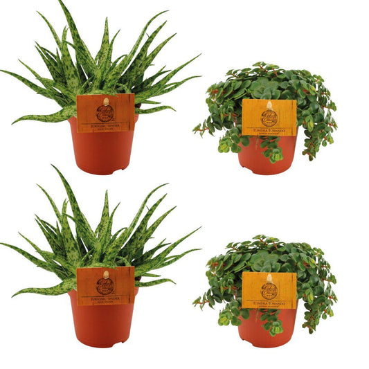 Aloe Spider & Sedum Tornado – 4 vetplanten – Ø10,5 cm – hoogte ca. 10 cm – onderhoudsvriendelijk & zonneliefhebbend
