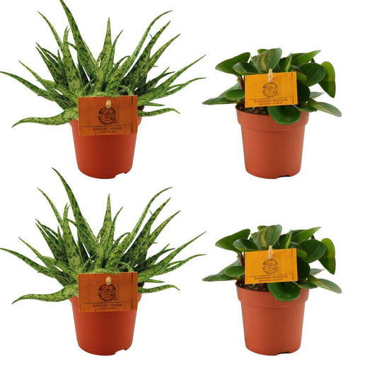 Aloe Spider & Peperomia Obtipan Green – 4 kamerplanten – Ø10,5 cm – hoogte ca. 10 cm – onderhoudsvriendelijk & decoratief