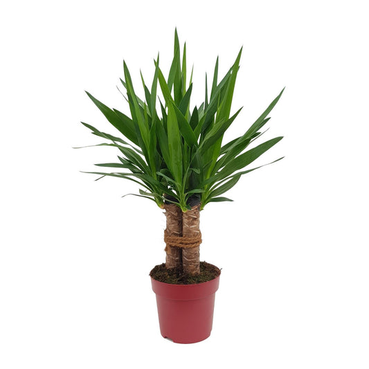 Yucca "Tres Cañas" kamerplant – 3-stammige Yucca elephantipes – Ø19 cm – hoogte ca. 70 cm – onderhoudsvriendelijk & luchtzuiverend