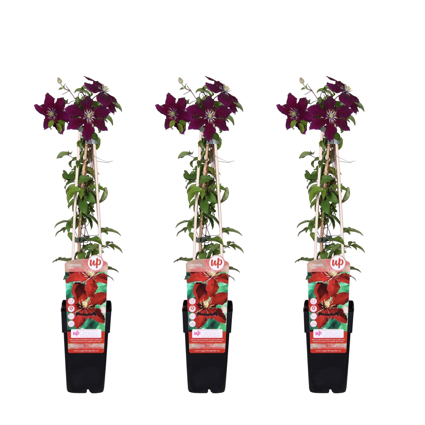 Clematis Niobe tuinplant set van 3 – rode grootbloemige klimplant – hoogte 65 cm – potmaat 15 cm