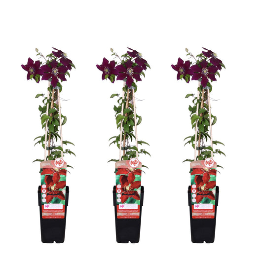 Clematis Niobe tuinplant set van 3 – rode grootbloemige klimplant – hoogte 65 cm – potmaat 15 cm