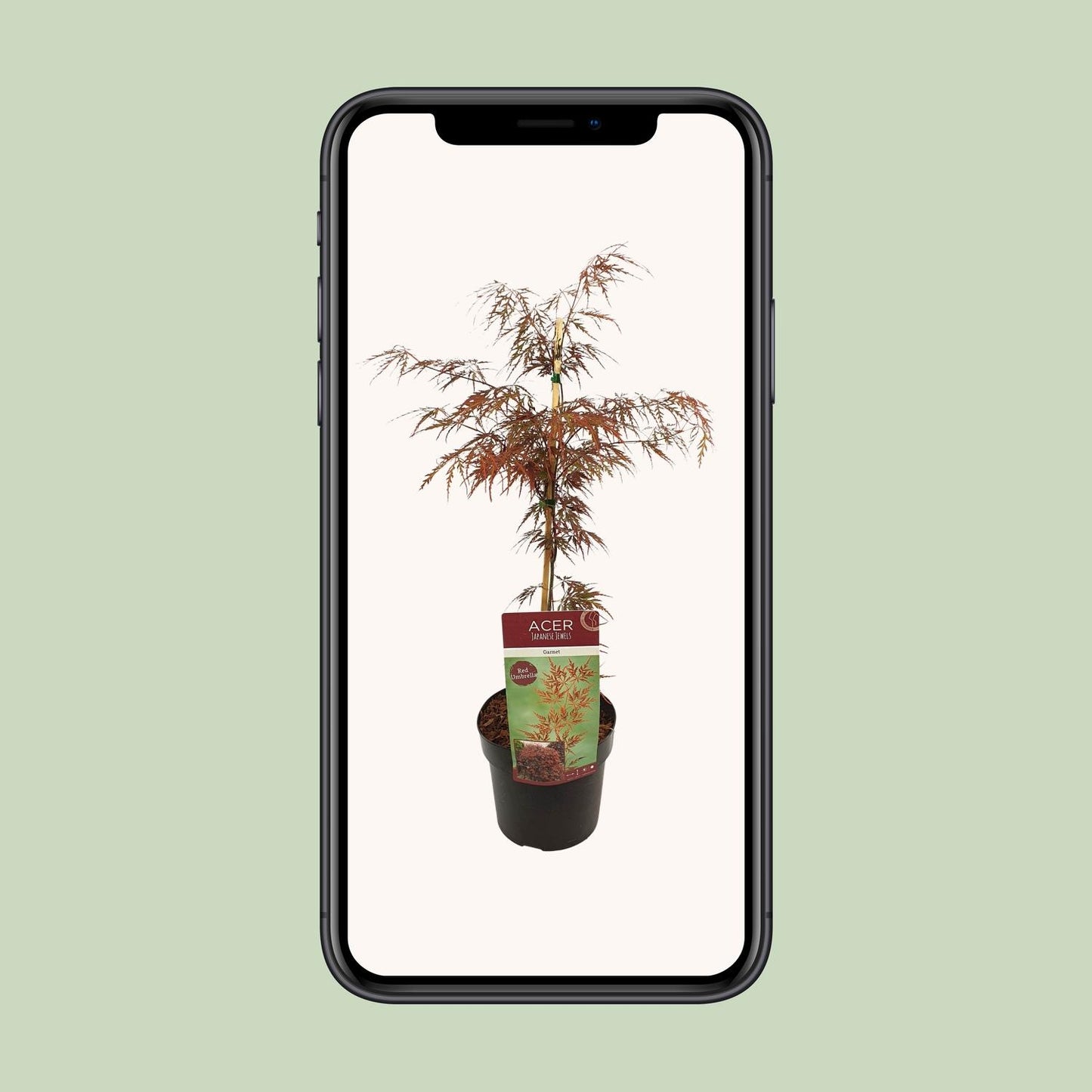 Acer palmatum 'Garnet' kamerplant – Esdoorn met rood blad – Ø19 cm – hoogte 40 cm