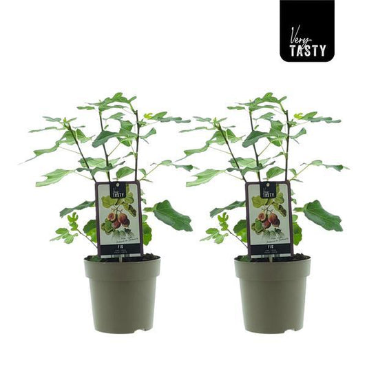 Ficus Precose de Dalmatie kamerplant – set van 2 – Ø15 cm pot – ca. 40 cm hoog – decoratief & onderhoudsvriendelijk