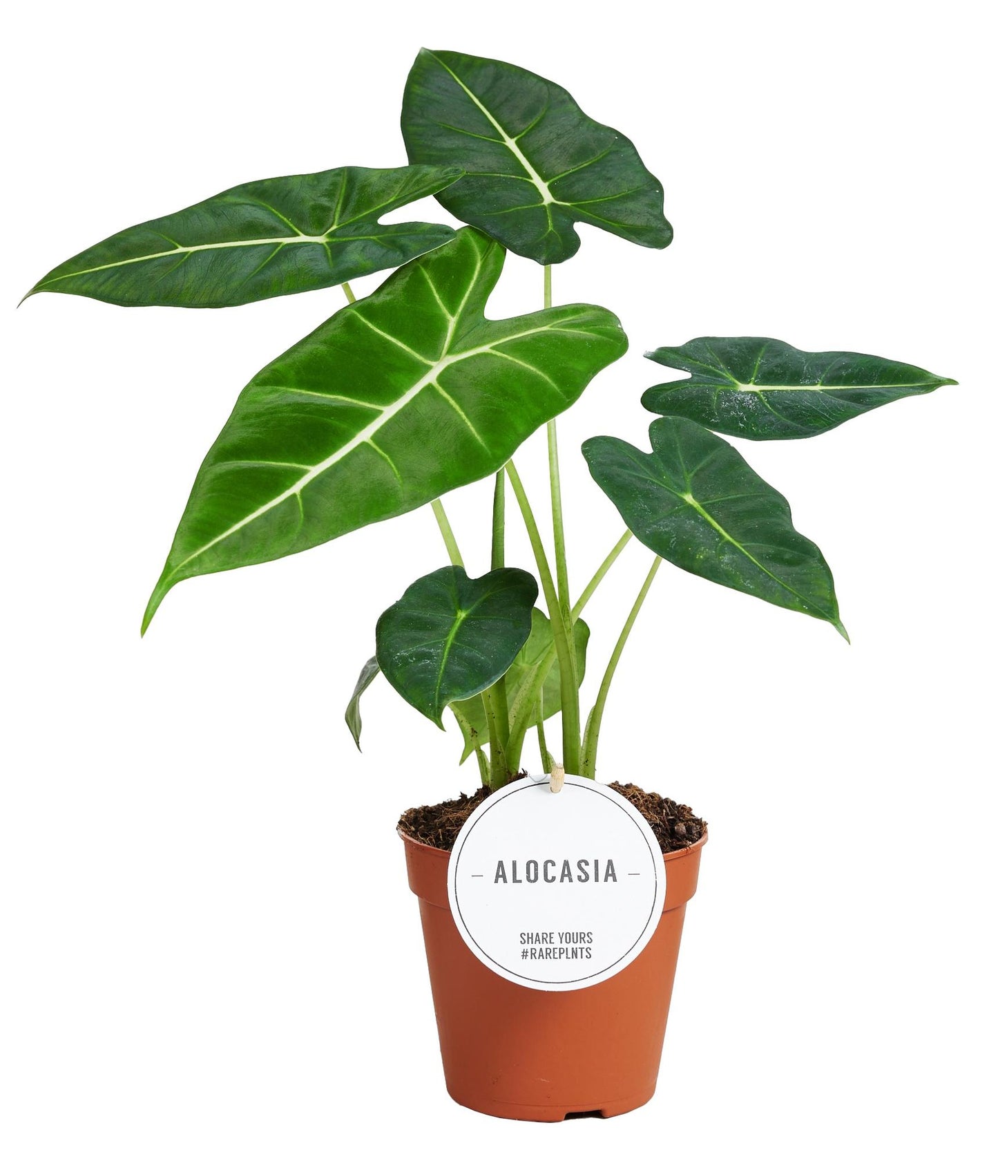 Alocasia Frydek kamerplant – Ø12 cm – hoogte ca. 35 cm – Olifantsoor – tropisch & luchtzuiverend